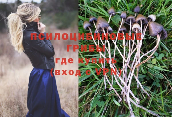 прущие грибы Баксан